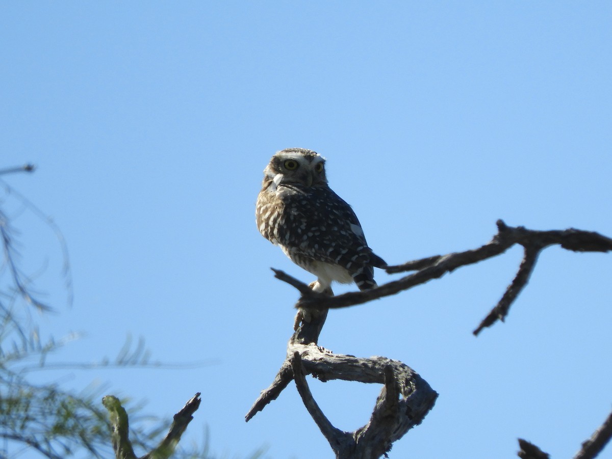 Burrowing Owl - ML153995411