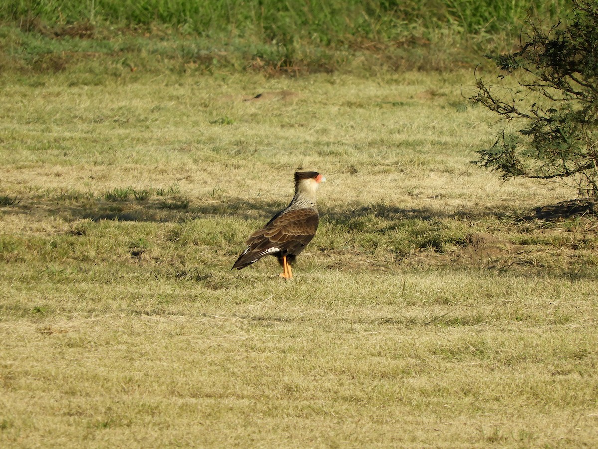 Crested Caracara (Southern) - ML153995831