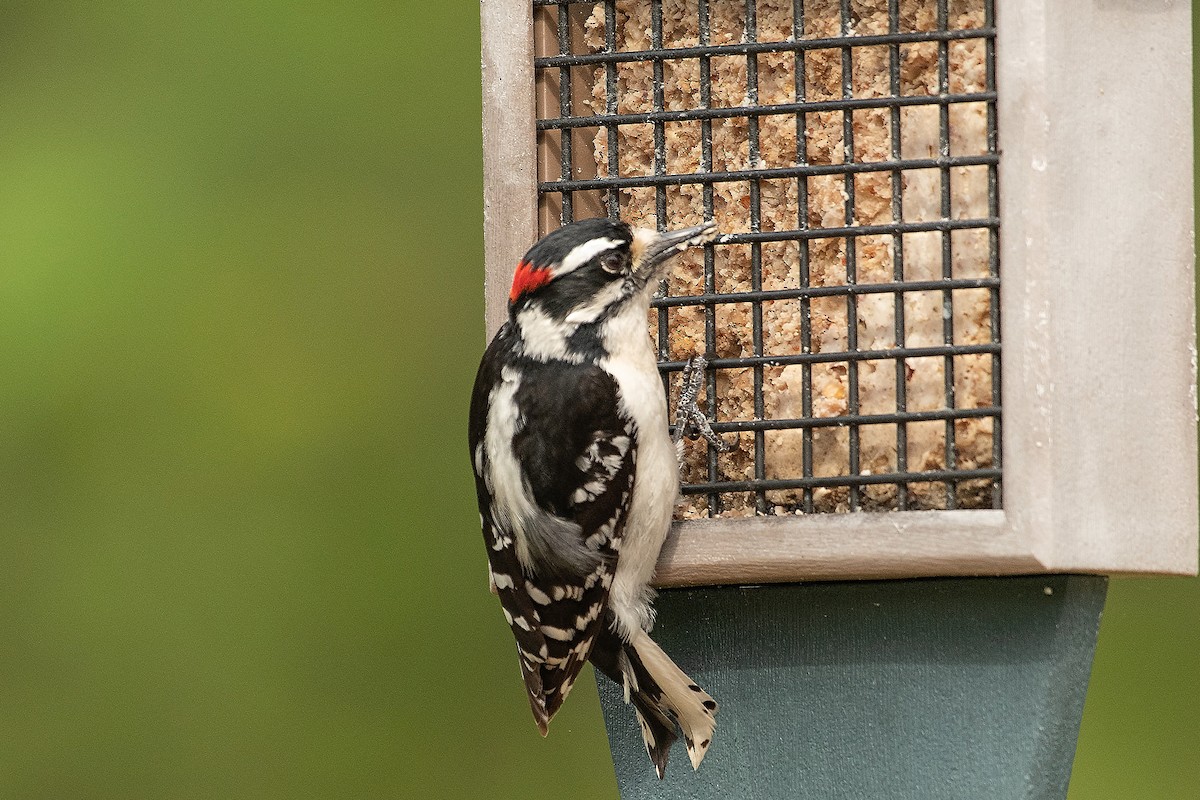 Downy Woodpecker - ML153995941
