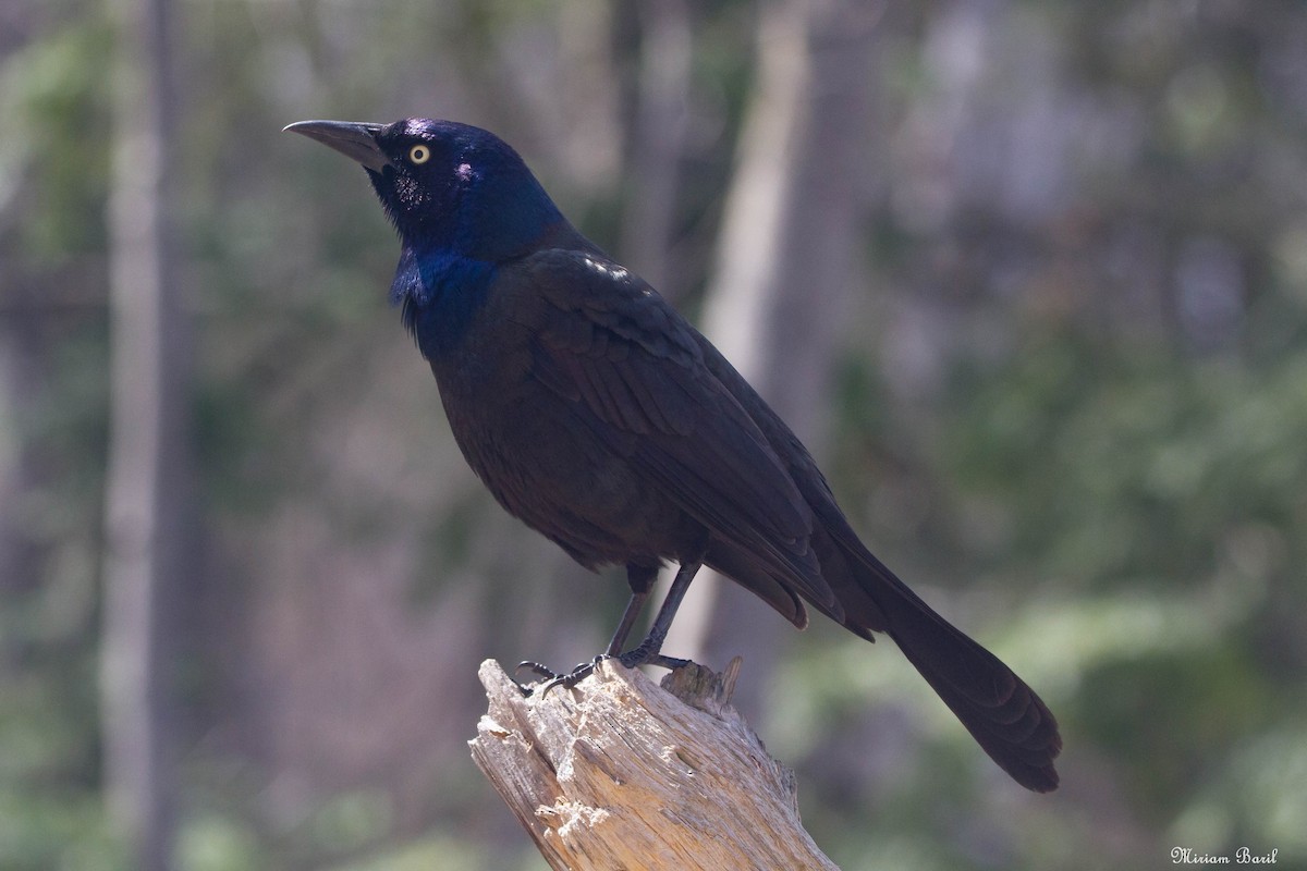 Common Grackle - ML153996921