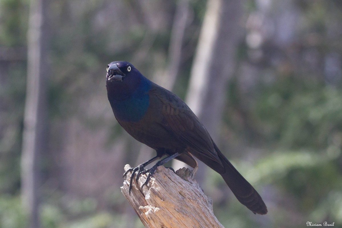 Common Grackle - ML153997131