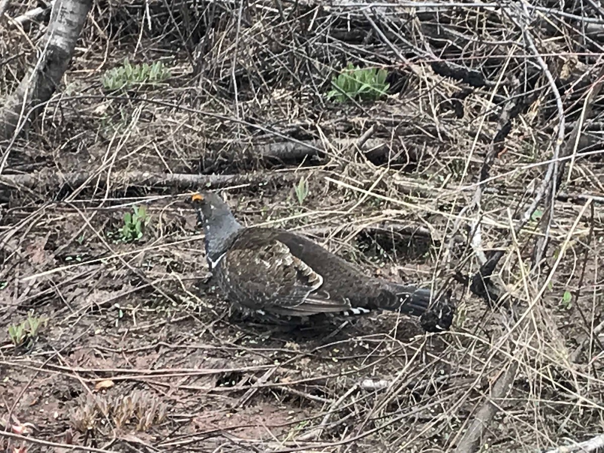 Dusky Grouse - Jason Talbot