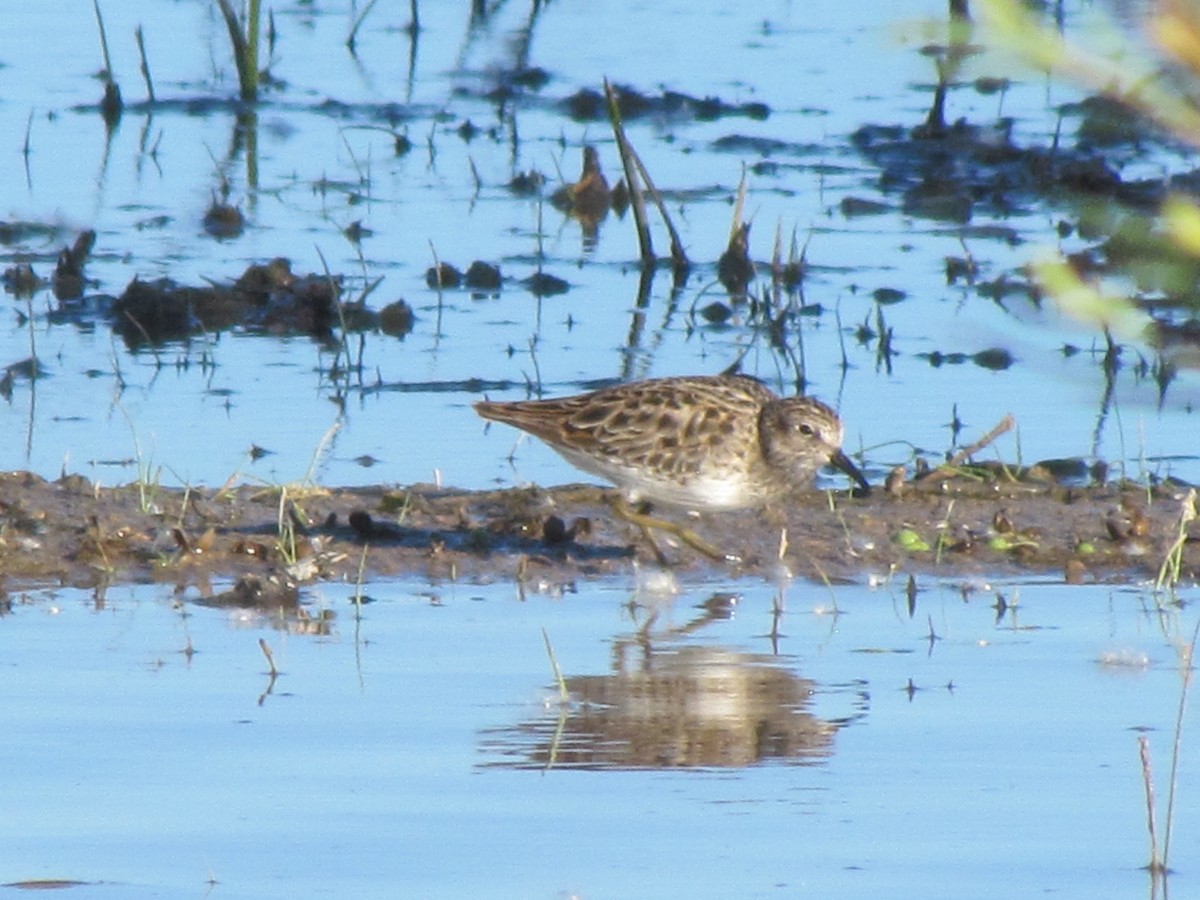 Least Sandpiper - ML154000221