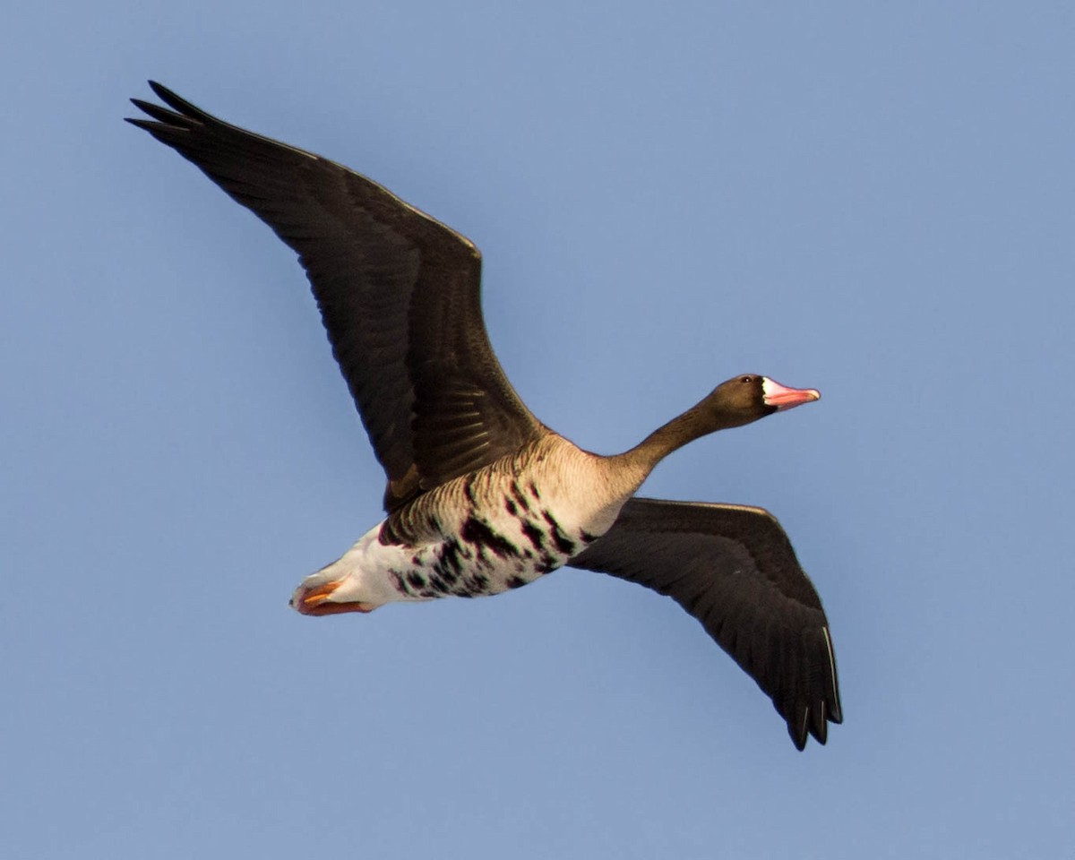 Greater White-fronted Goose - ML154001531