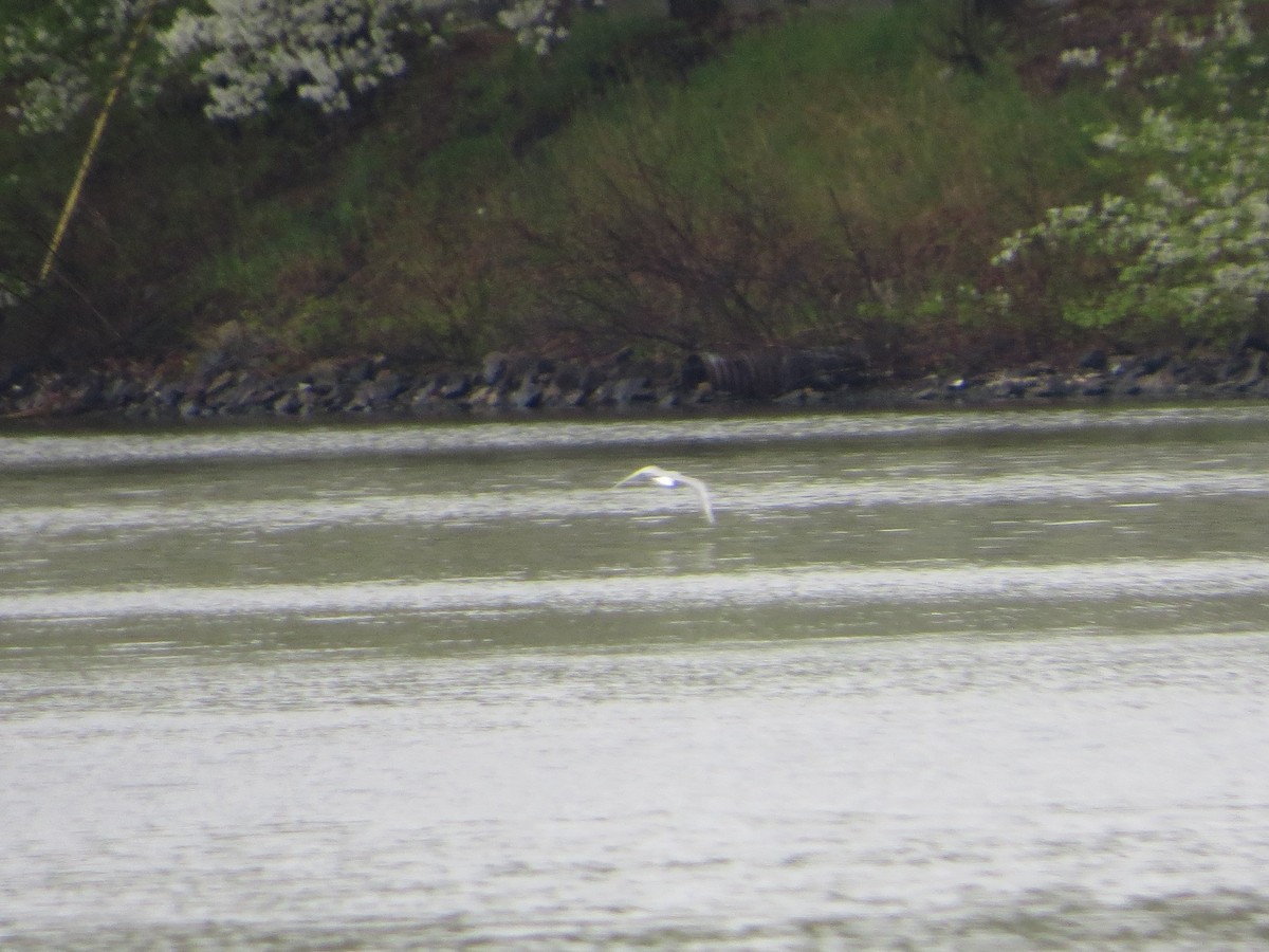 Bonaparte's Gull - ML154002011