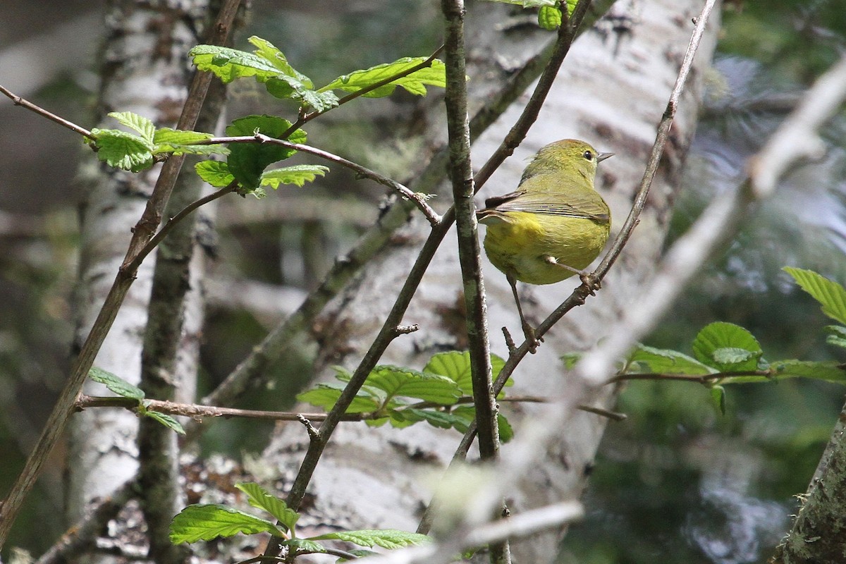 Orange-crowned Warbler - ML154002121