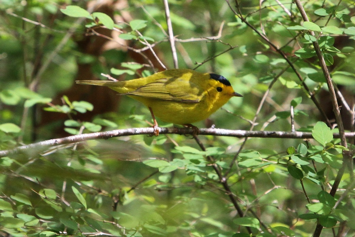 Wilson's Warbler - ML154003621