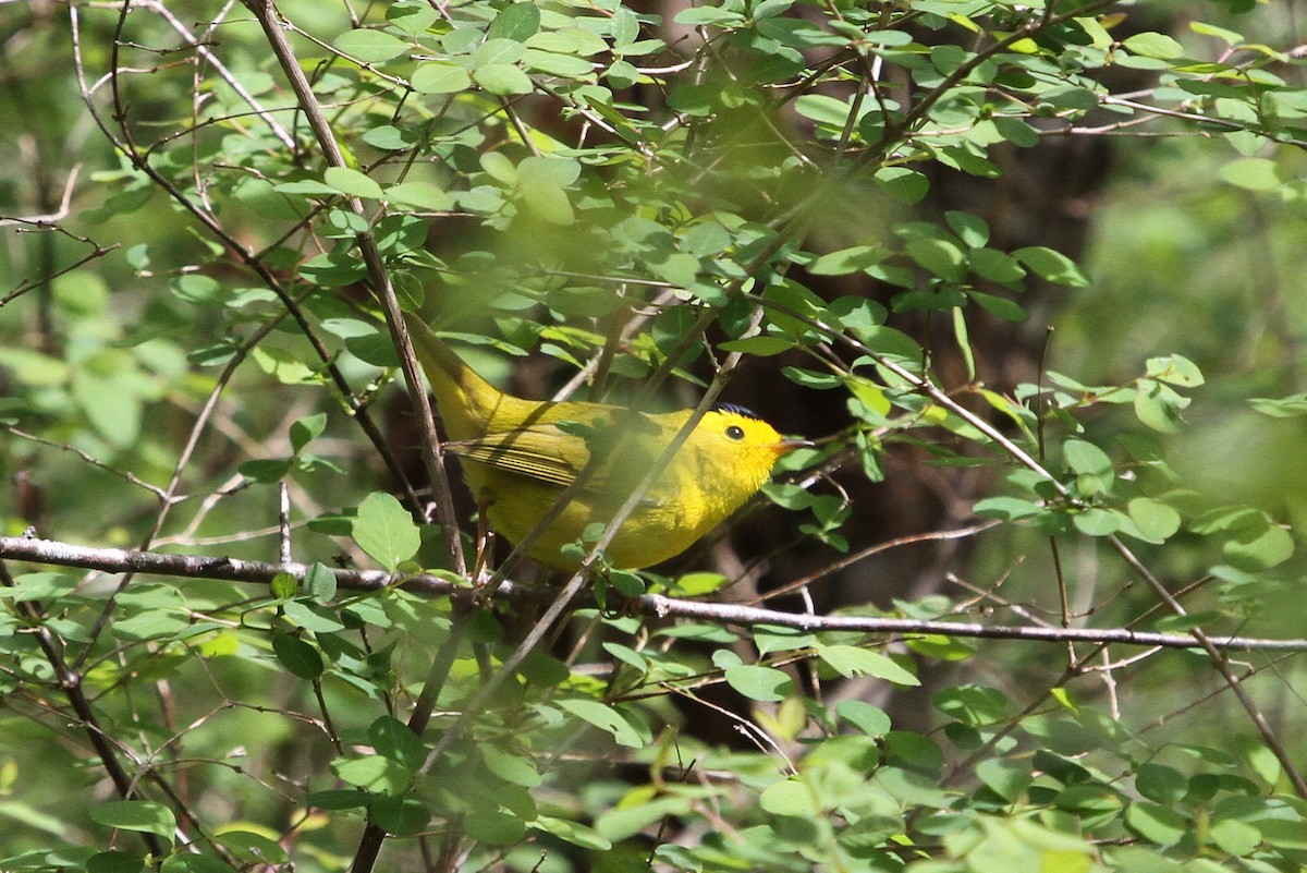 Wilson's Warbler - ML154003901