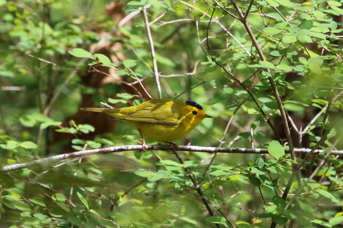 Wilson's Warbler - ML154003931