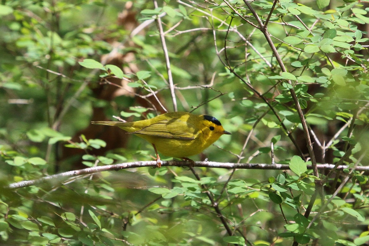Wilson's Warbler - ML154003961
