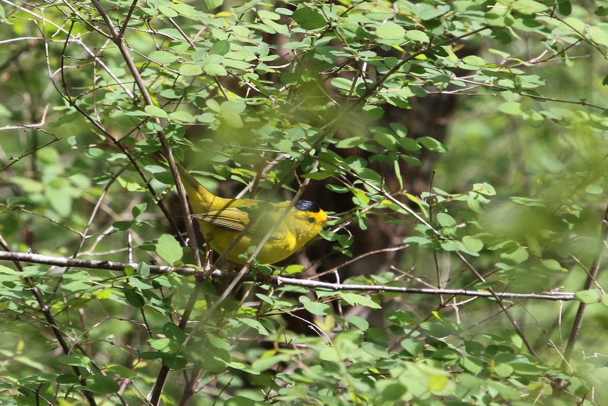Wilson's Warbler - ML154003991