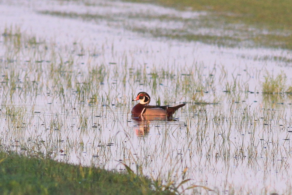 Wood Duck - Michael McCloy