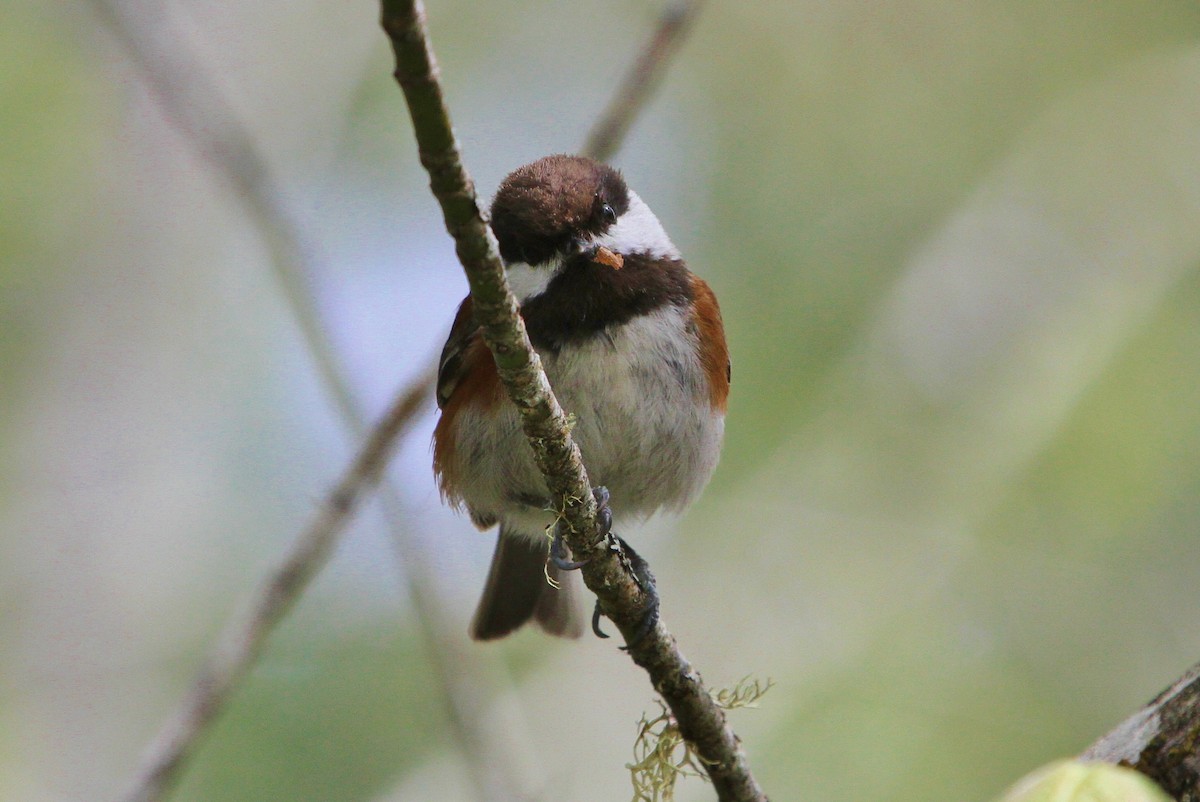 Chestnut-backed Chickadee - ML154005481