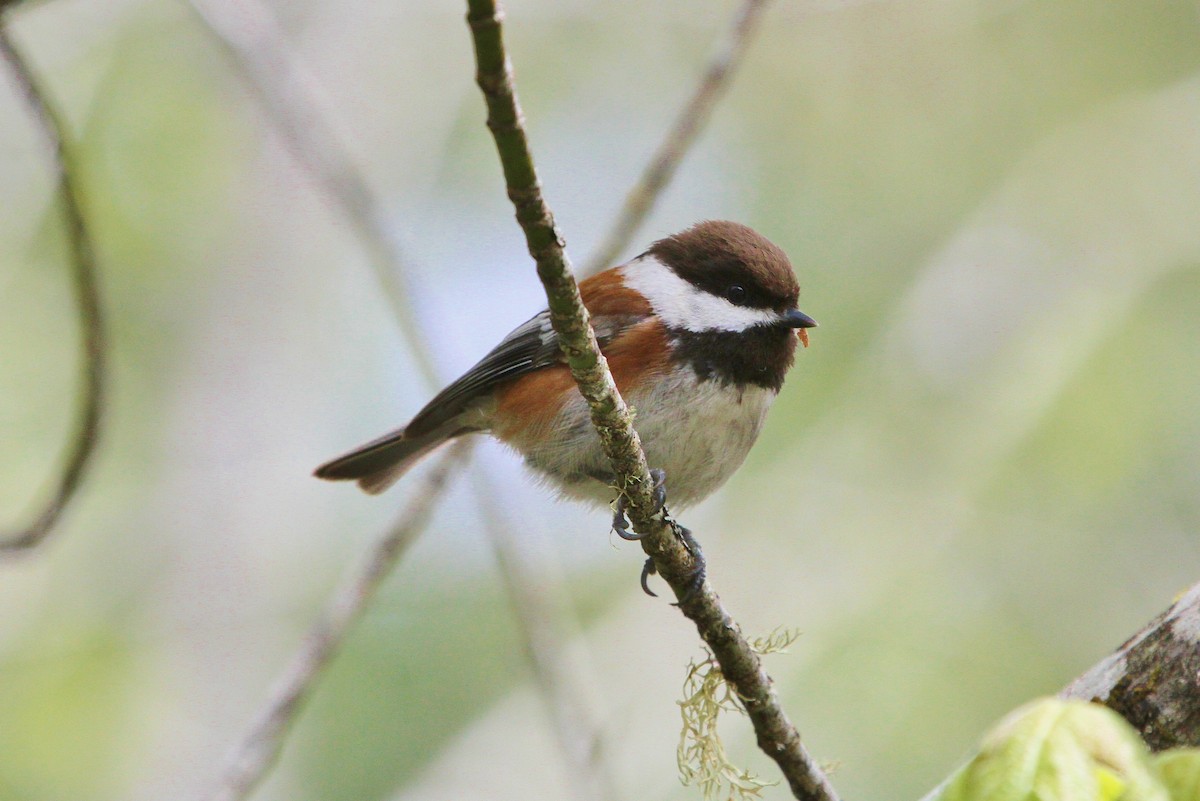 Chestnut-backed Chickadee - ML154005571
