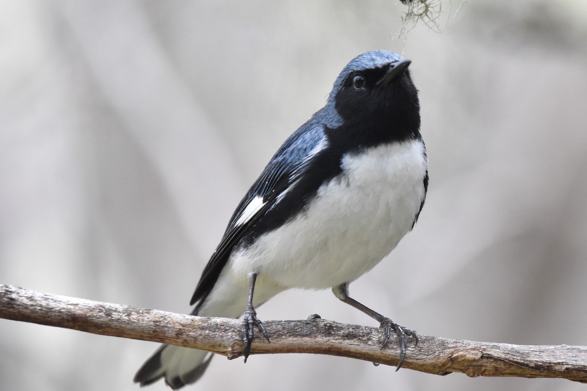 Black-throated Blue Warbler - Timothy Carstens