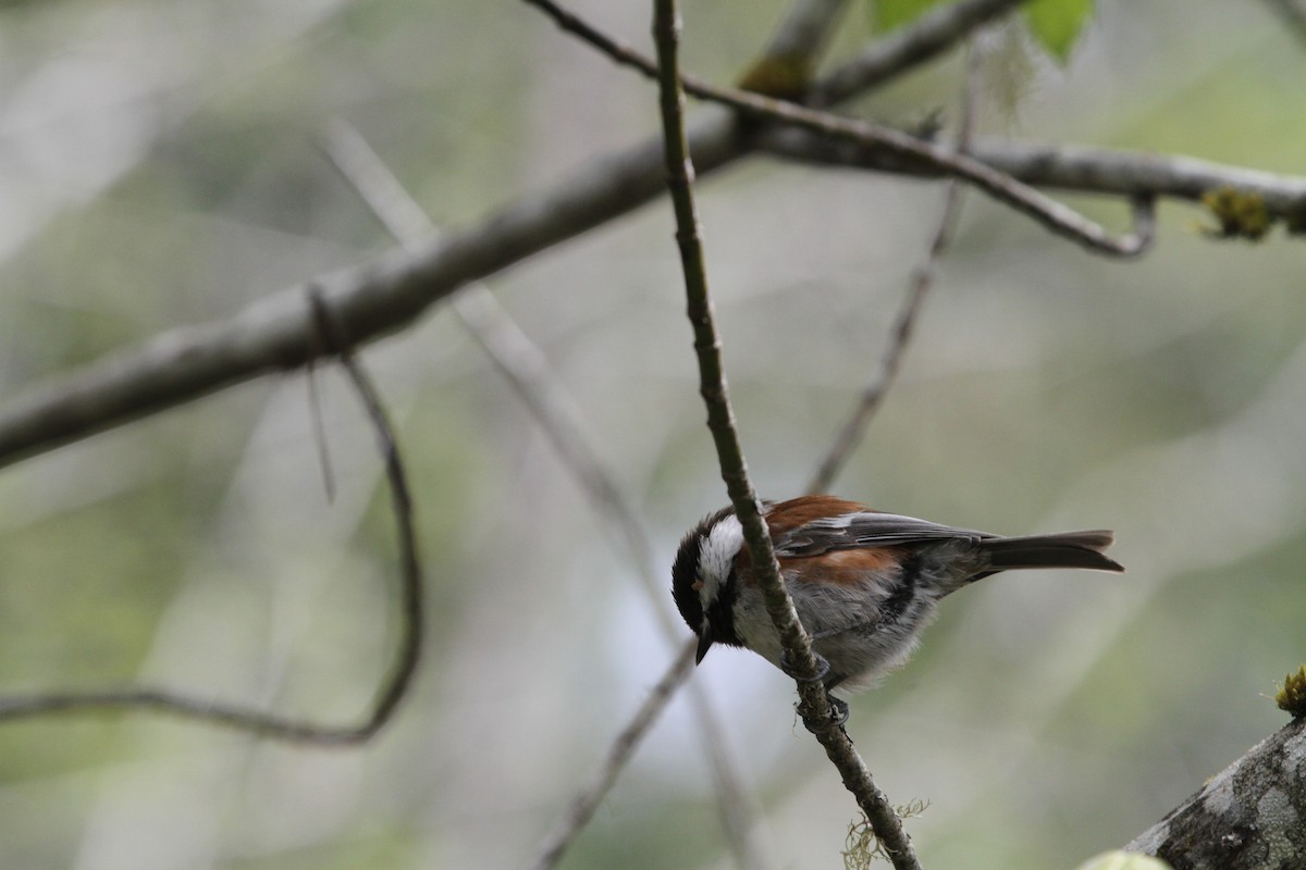 Chestnut-backed Chickadee - ML154005731