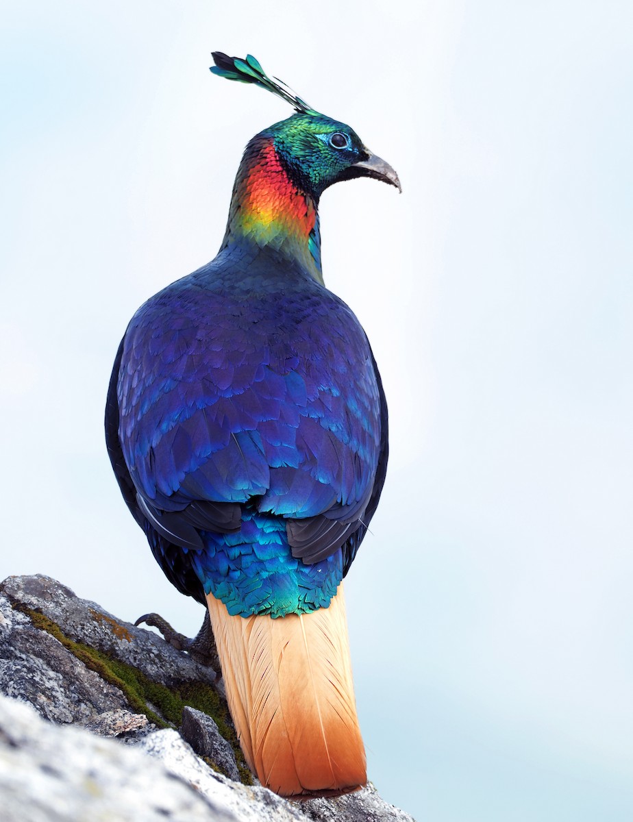 Himalayan Monal - ML154006301