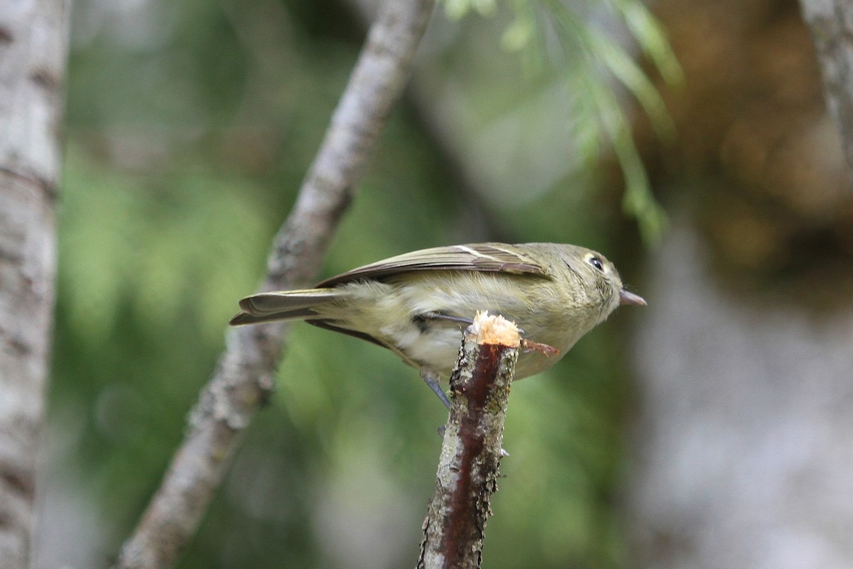 Hutton's Vireo - ML154006811