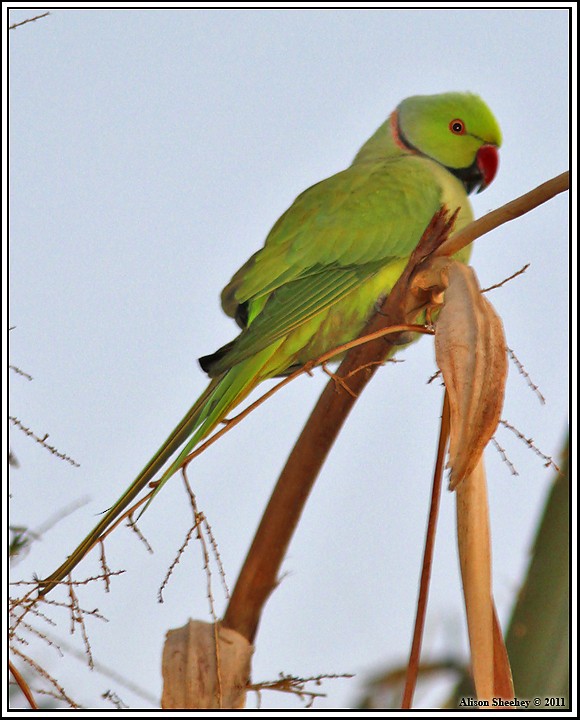 Rose-ringed Parakeet - Alison Sheehey