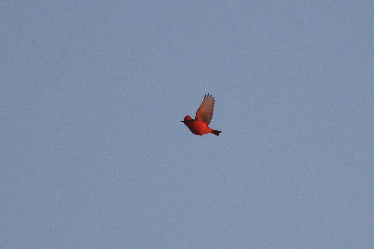 Vermilion Flycatcher - ML154008981