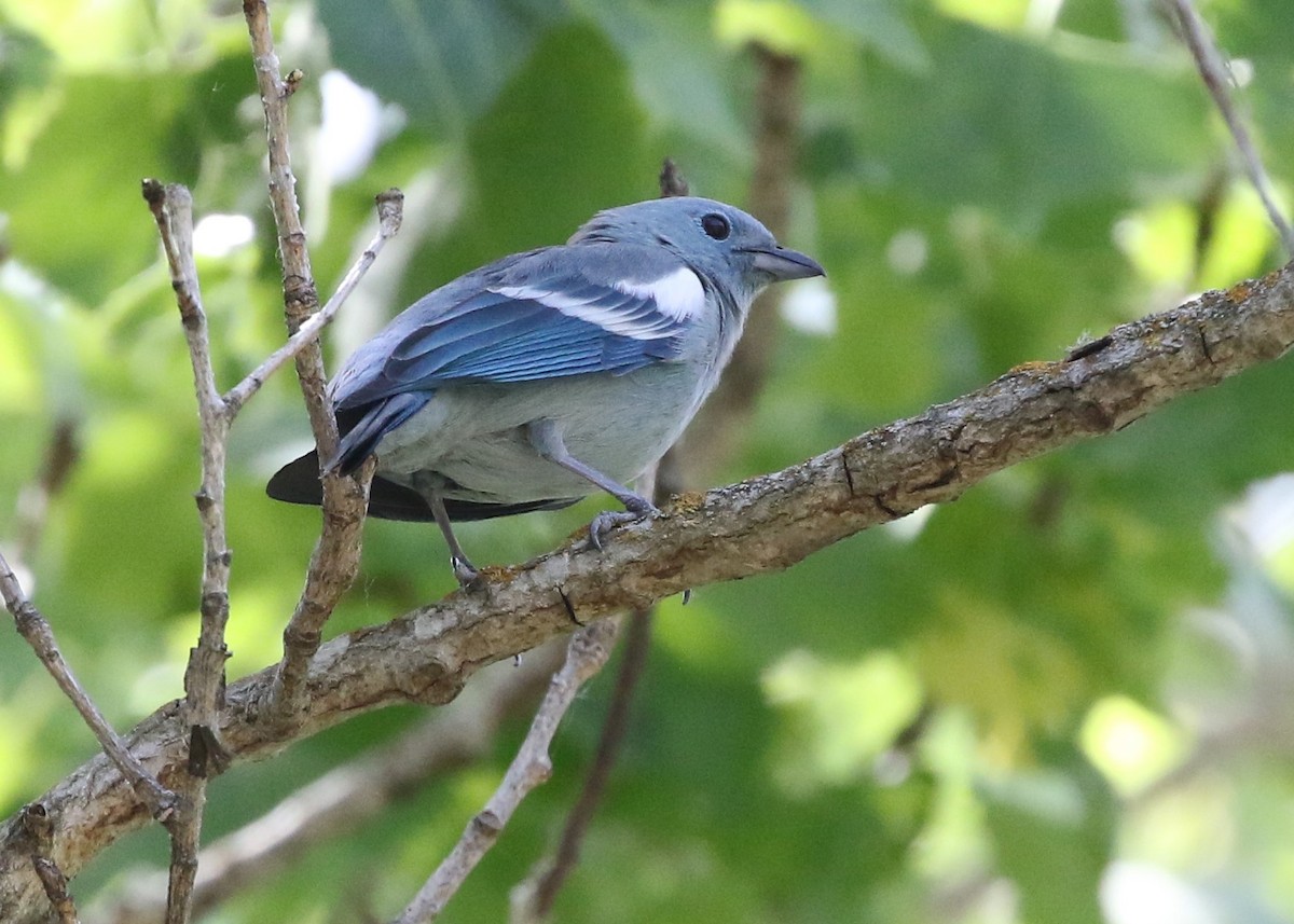 Blue-gray Tanager (White-edged) - ML154009801