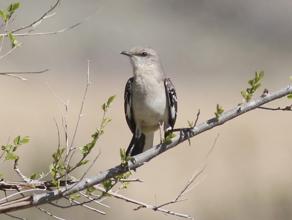 Northern Mockingbird - ML154011661