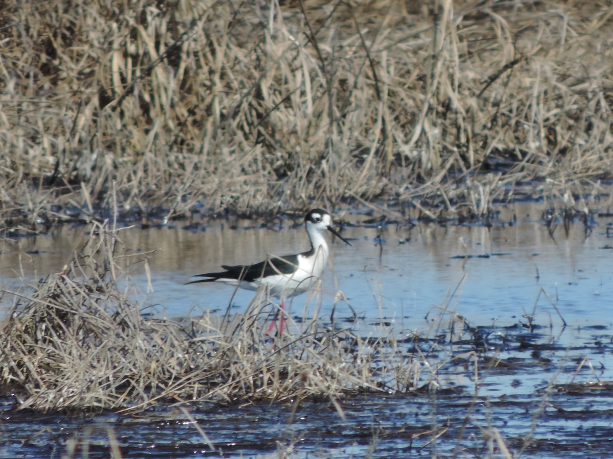 Cigüeñuela Cuellinegra - ML154012011