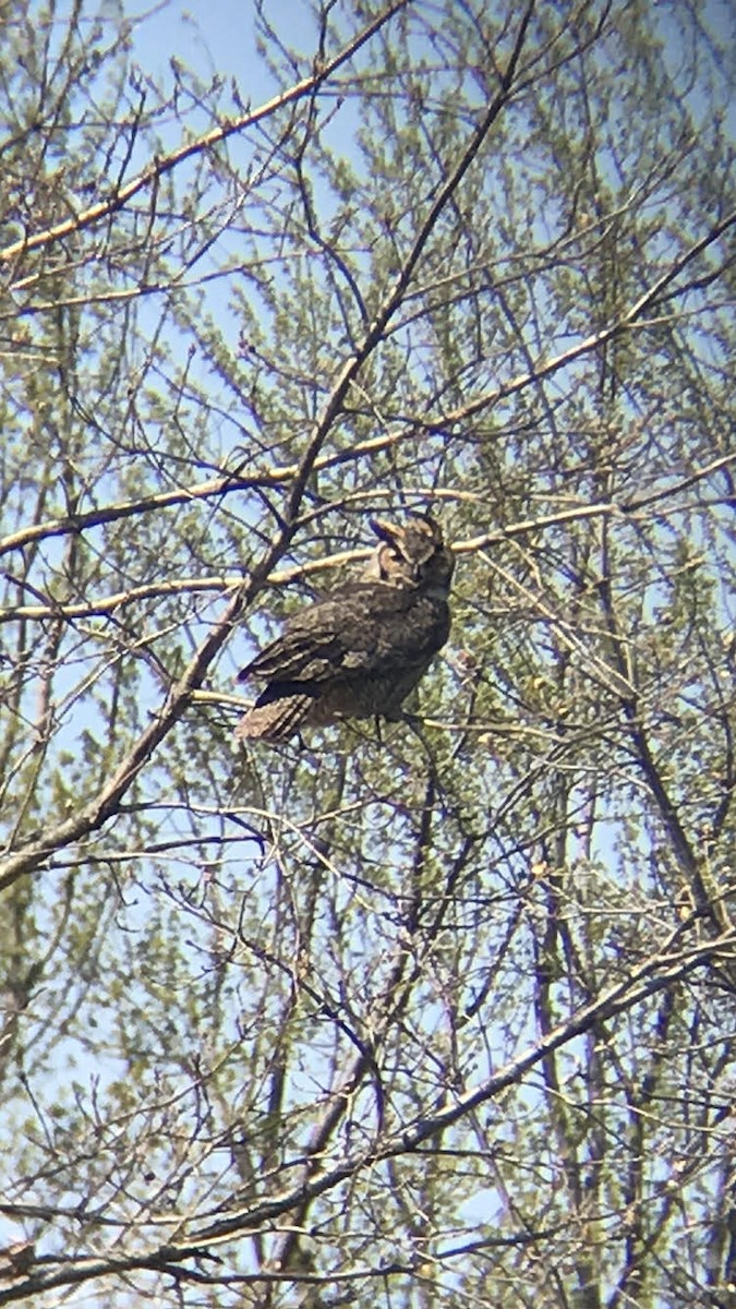 Búho Americano - ML154012461