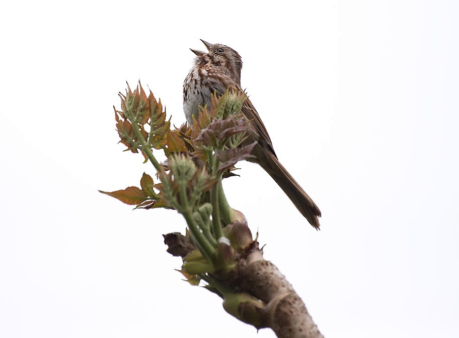 Song Sparrow - Tom Warren