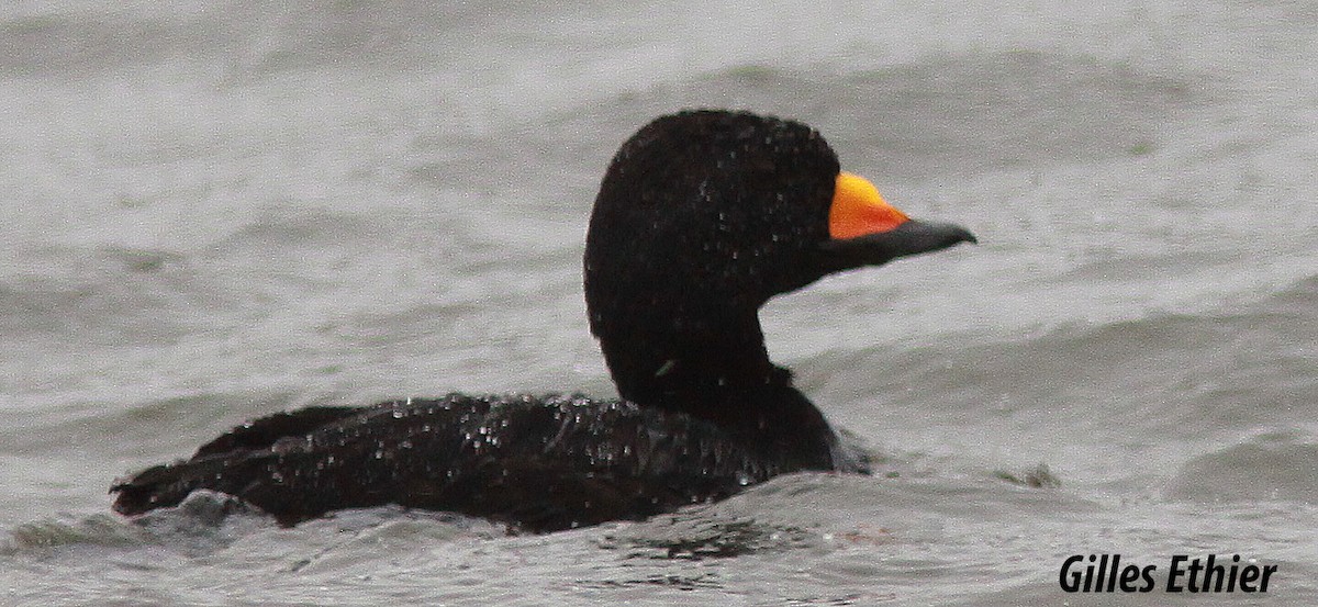 Black Scoter - ML154013061