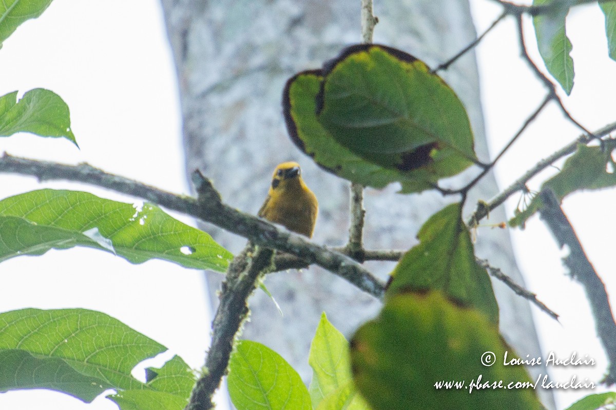 Golden Tanager - ML154014251