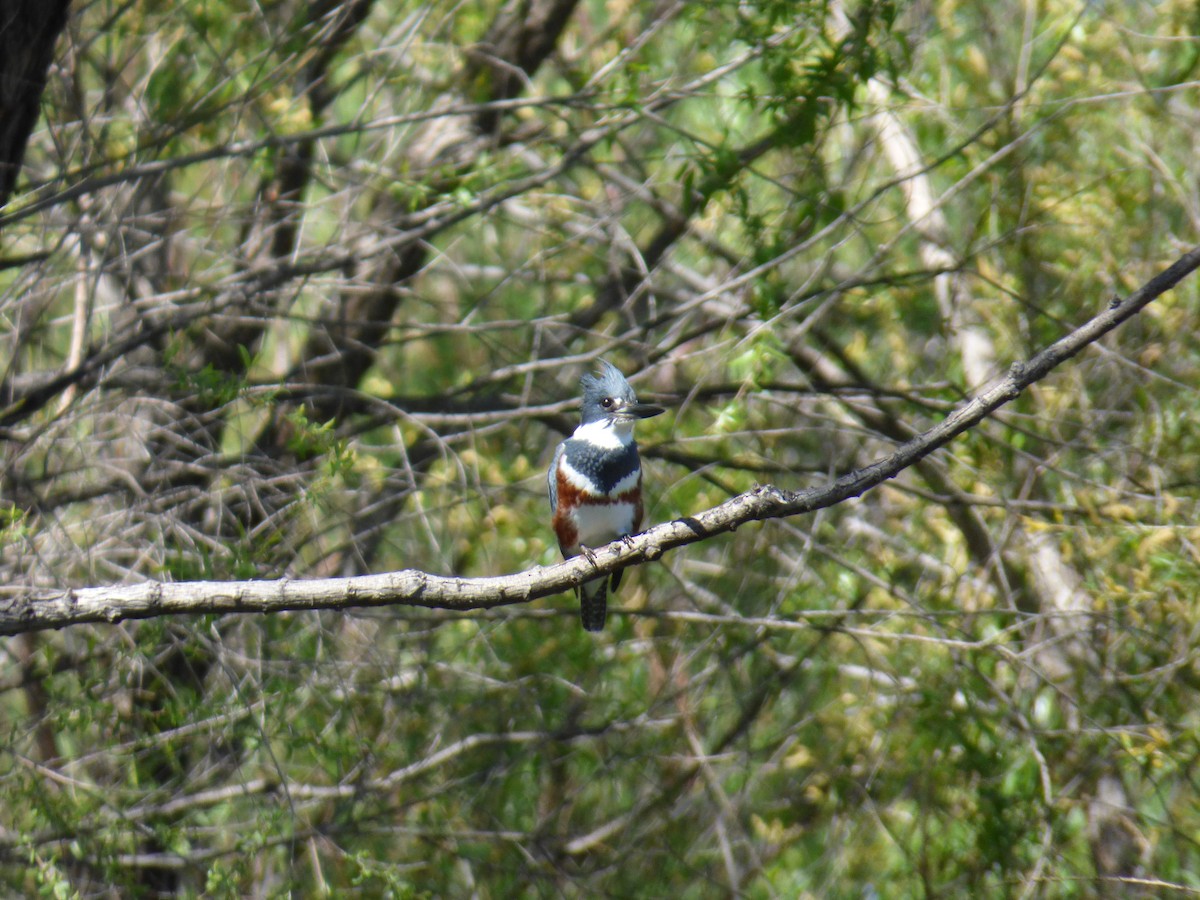 Belted Kingfisher - ML154017171