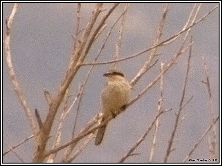 Northern Shrike - Alison Sheehey