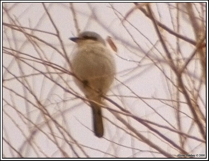 Alcaudón Boreal - ML154017621