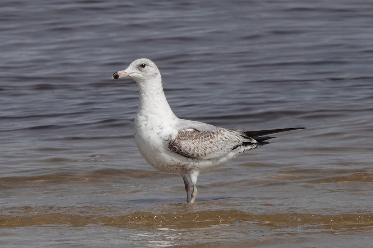 Ring-billed Gull - Sara Griffith