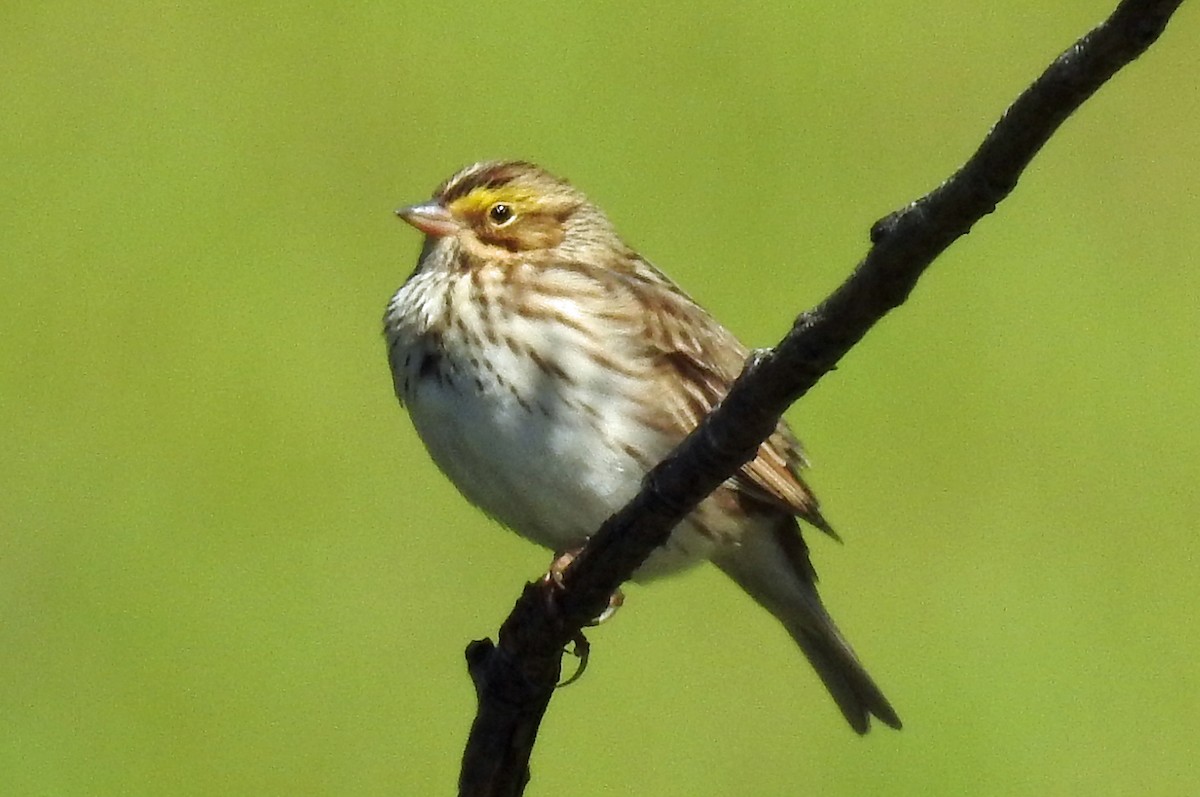 Savannah Sparrow - ML154019561