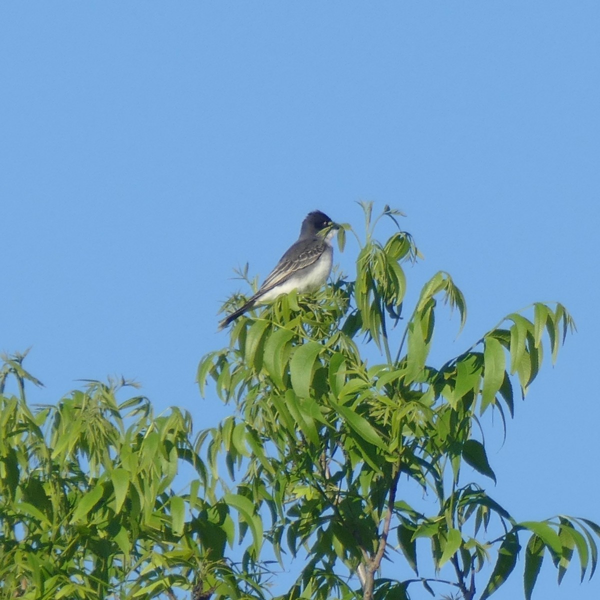 Eastern Kingbird - ML154021761