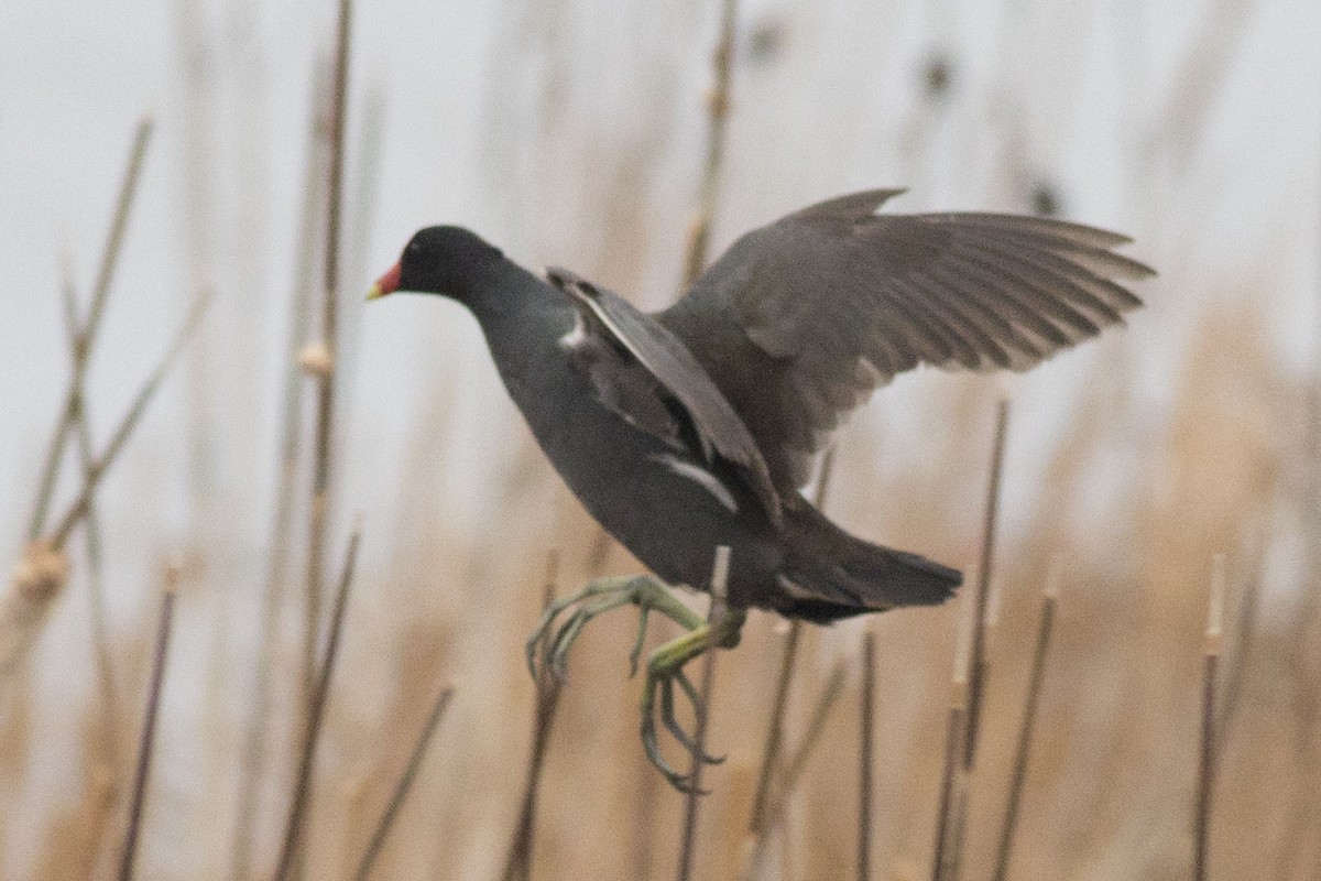 Common Gallinule - ML154022081