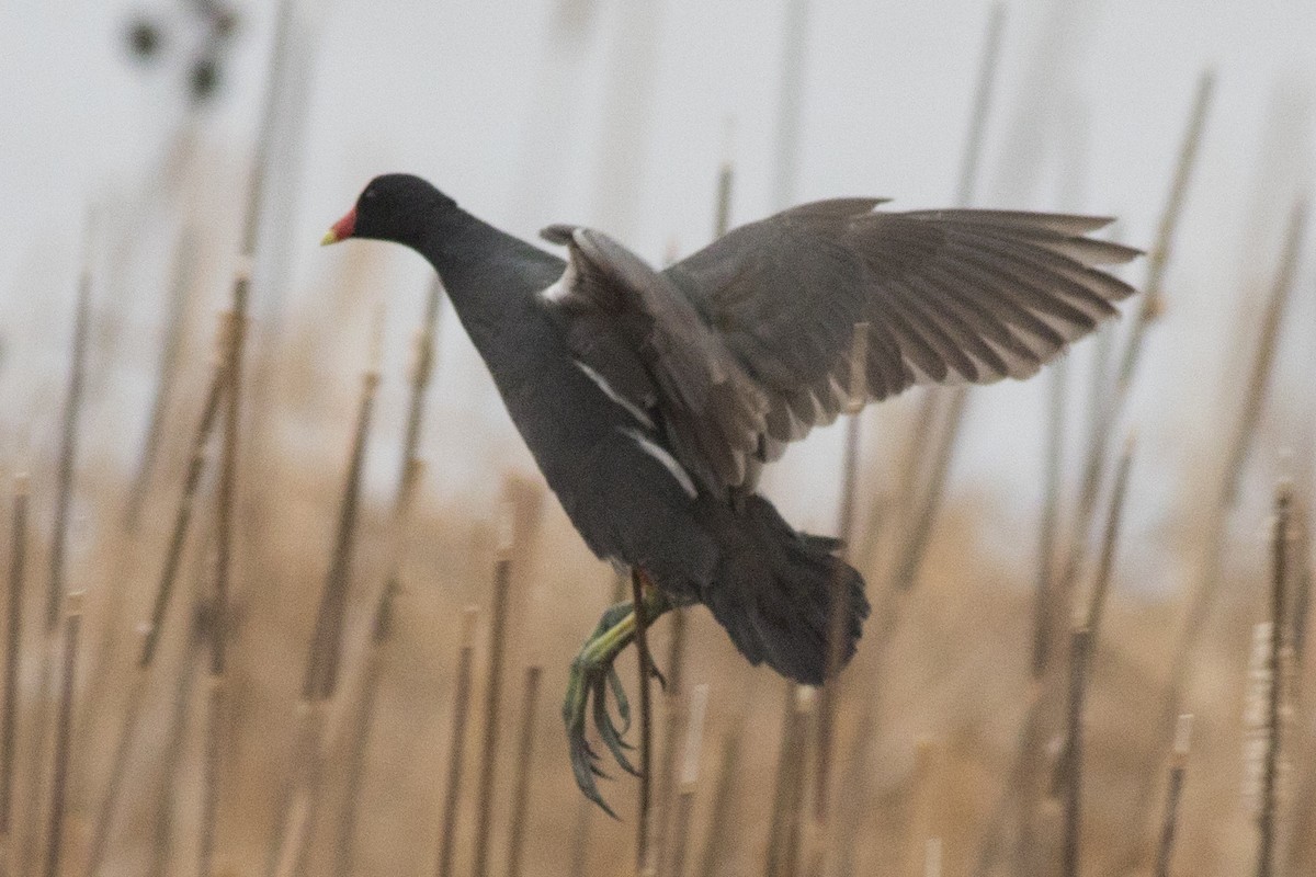 Common Gallinule - ML154022091