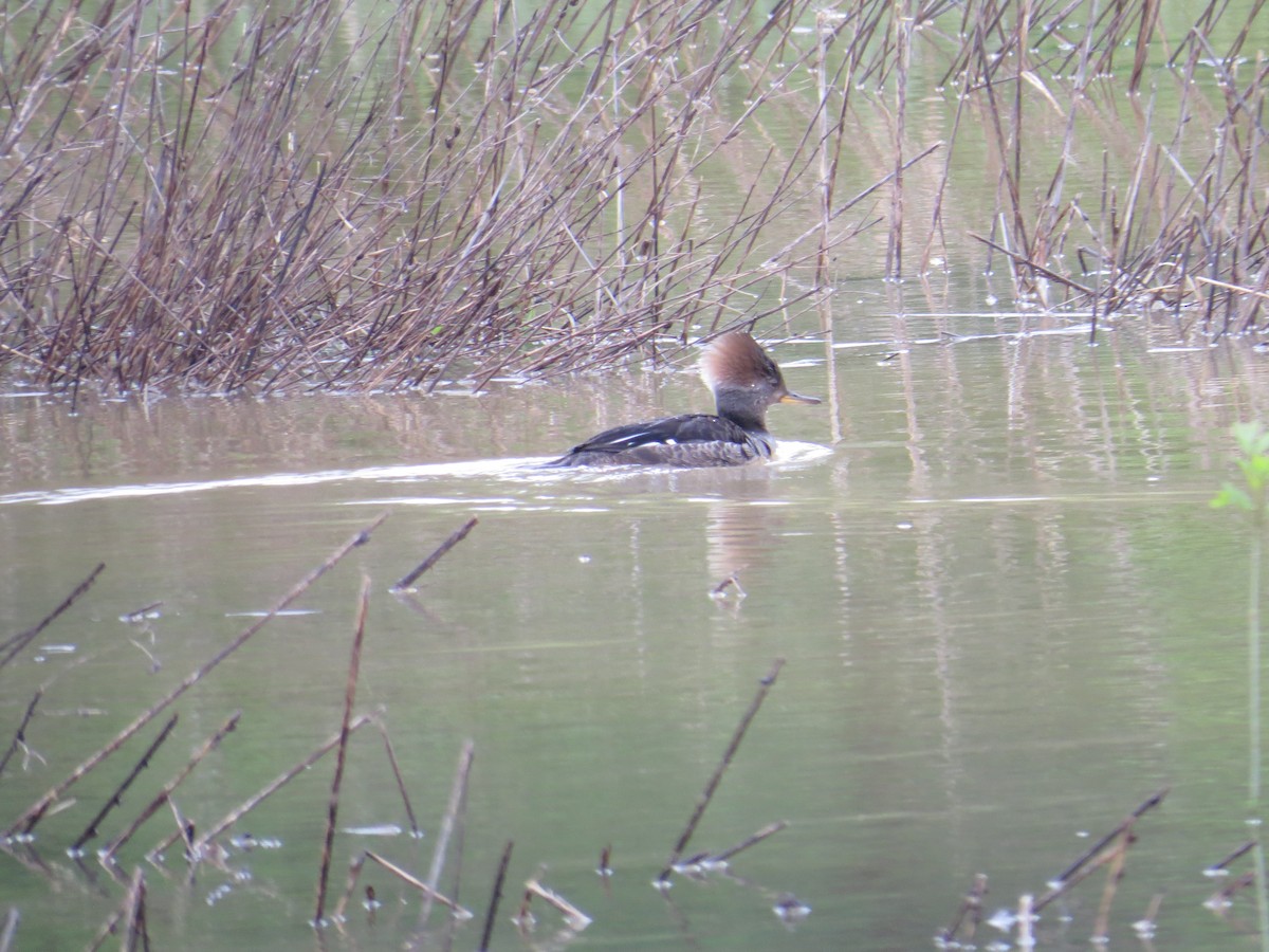 Hooded Merganser - ML154022361