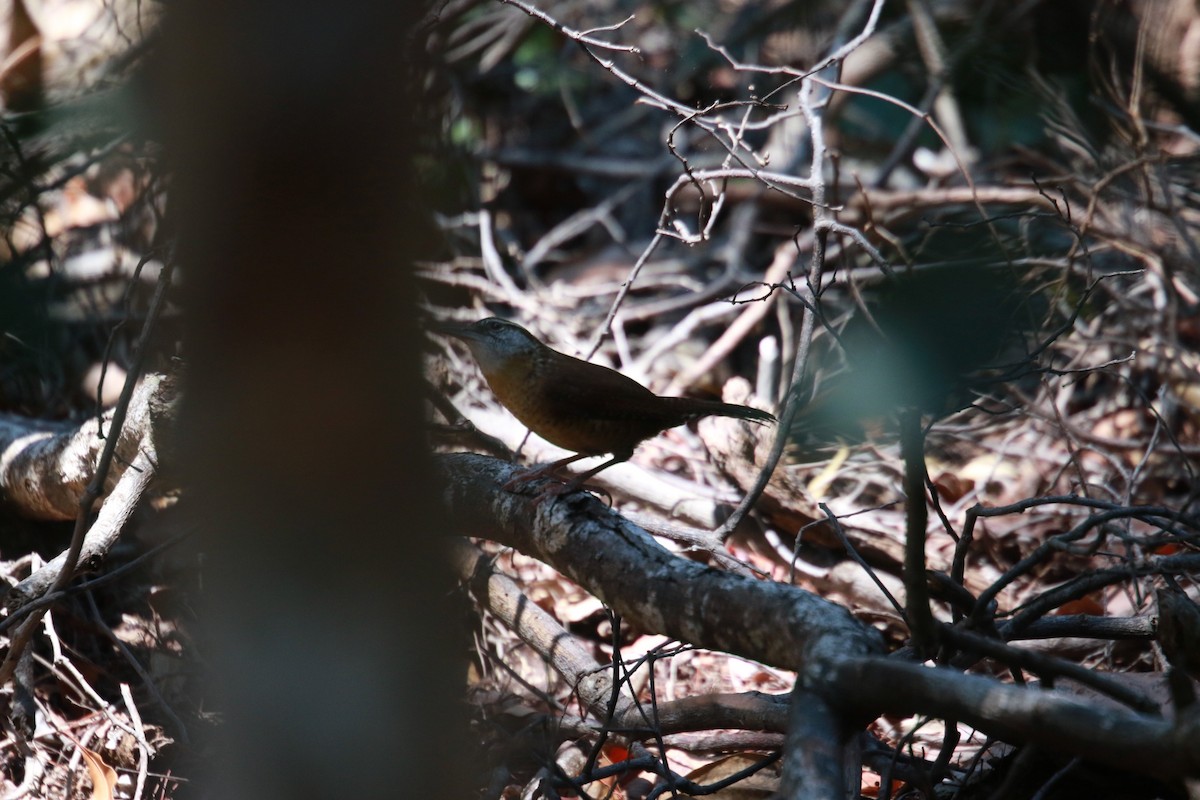 Carolina Wren - ML154025651