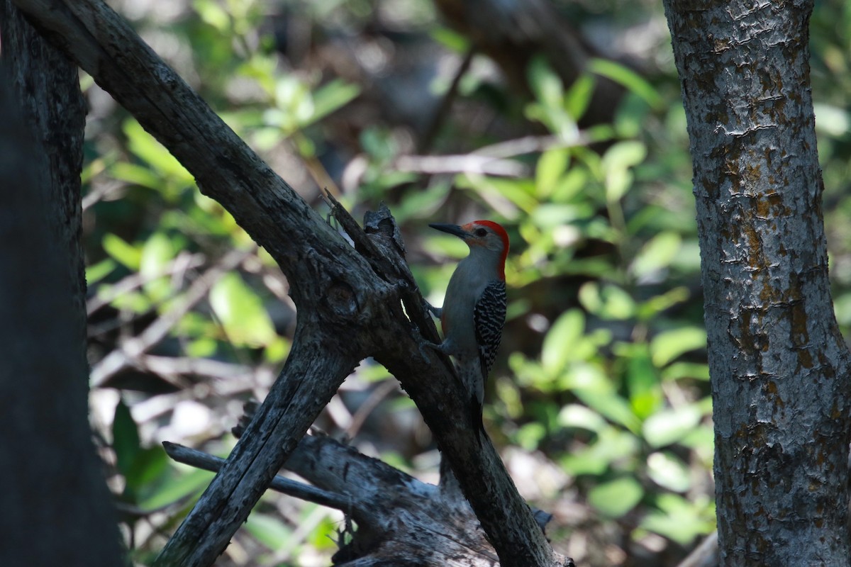 Red-bellied Woodpecker - Chris Long