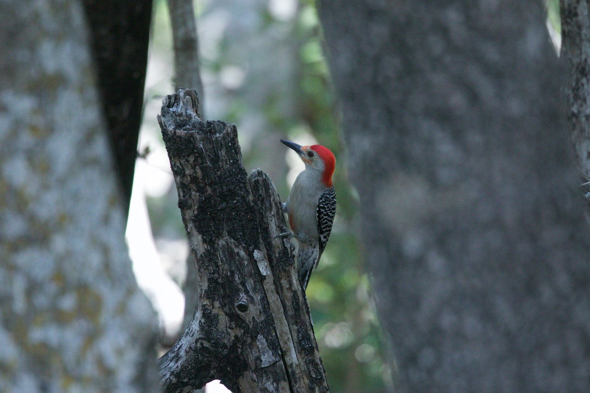 Red-bellied Woodpecker - Chris Long