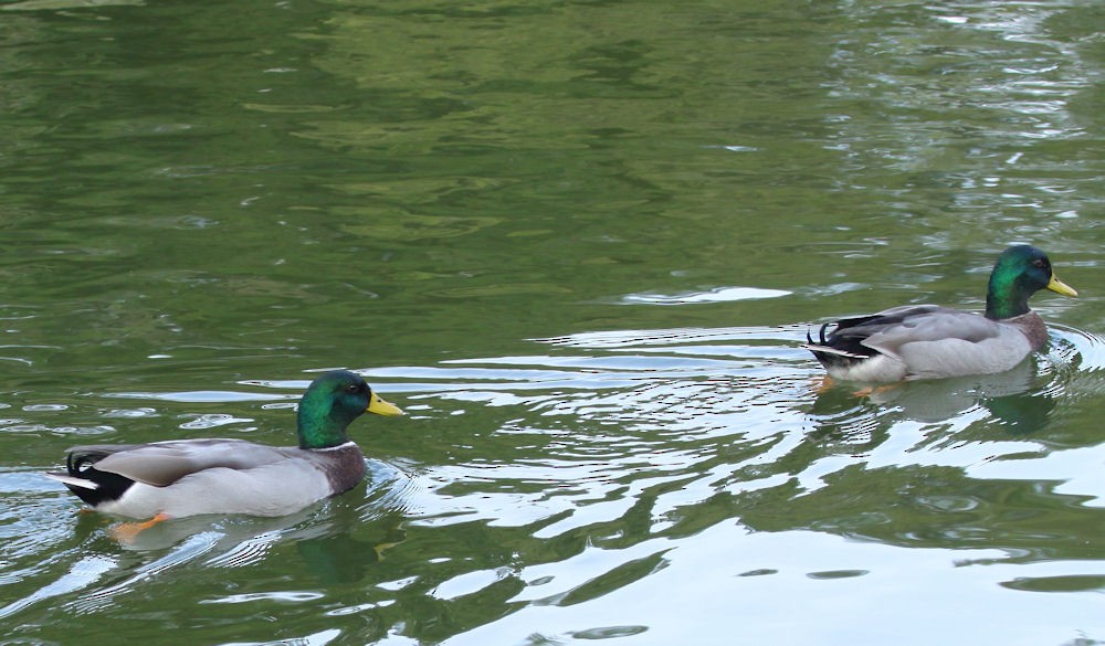 Canard colvert - ML154026731