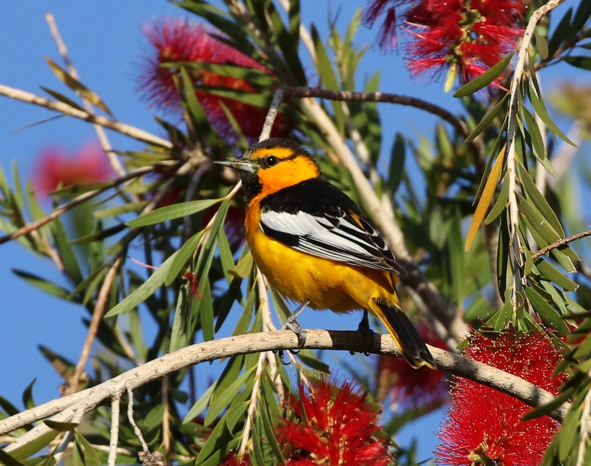 Bullock's Oriole - Tom Benson