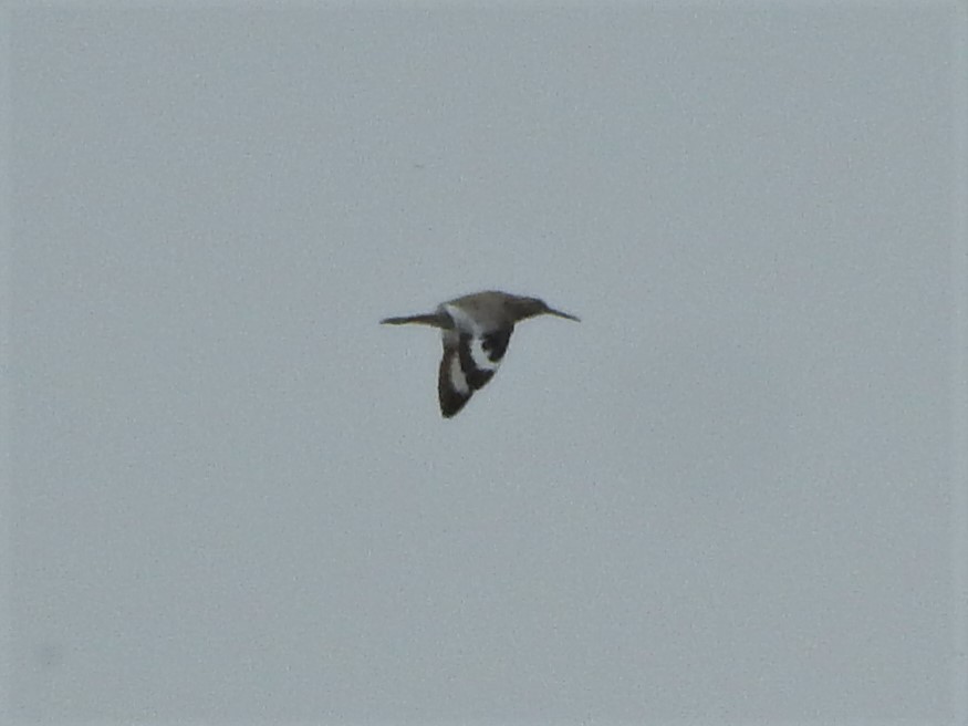 Willet - ML154028361