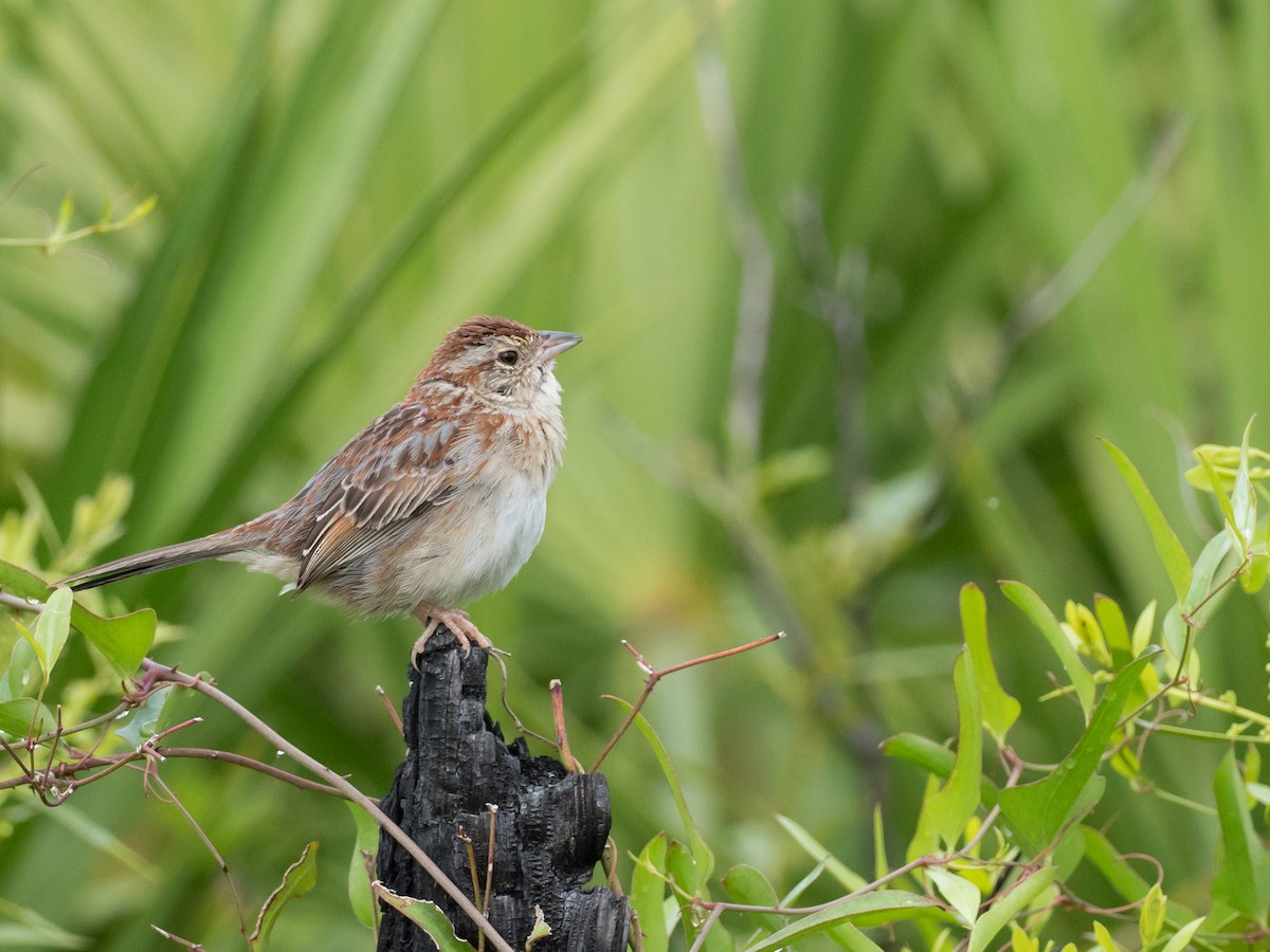 Bachman's Sparrow - Steve Wickliffe