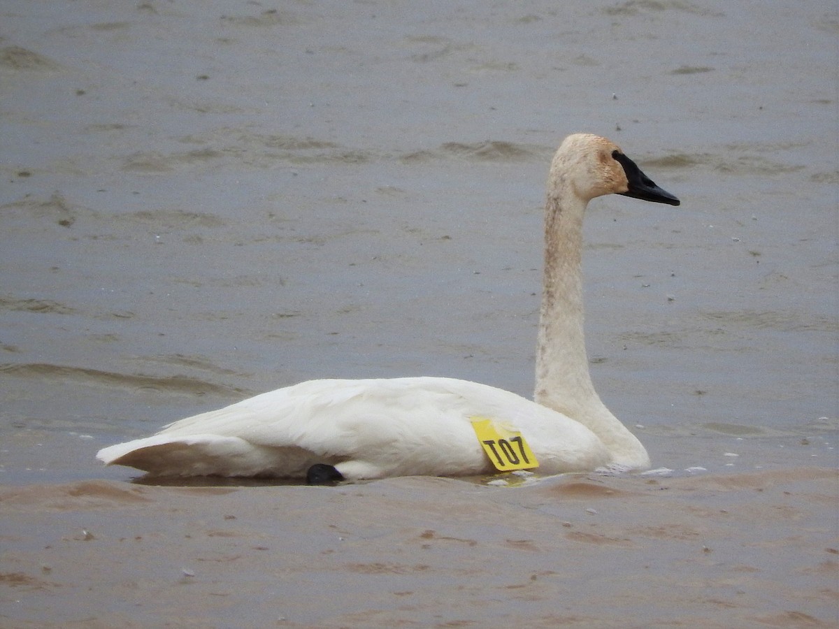 Trumpeter Swan - Mark Jennings