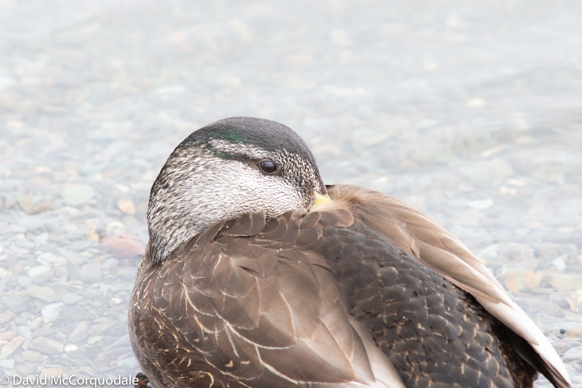 Canard noir - ML154032441