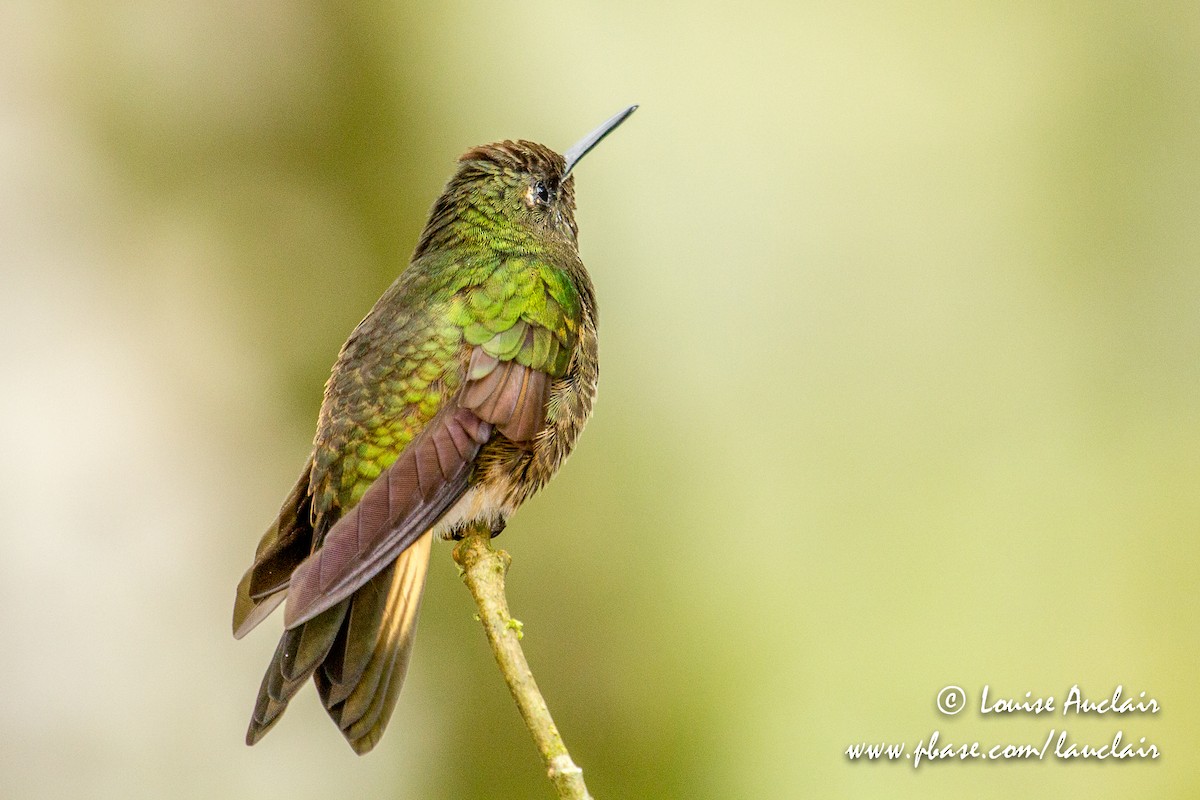 Buff-tailed Coronet - Louise Auclair